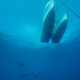 Descending to the Antikythera wreck. (Brett Seymour EUA/Lund University/ARGO NGO)